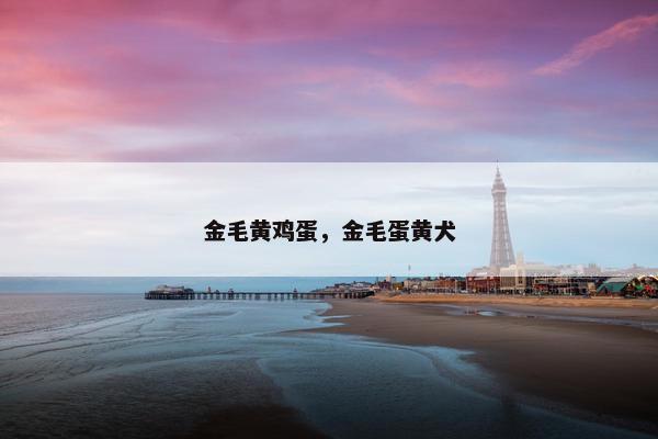 金毛黄鸡蛋，金毛蛋黄犬