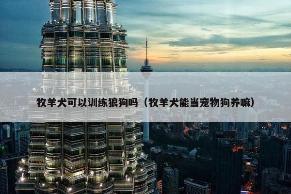 牧羊犬可以训练狼狗吗（牧羊犬能当宠物狗养嘛）
