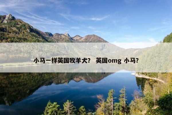 小马一样英国牧羊犬？ 英国omg 小马？