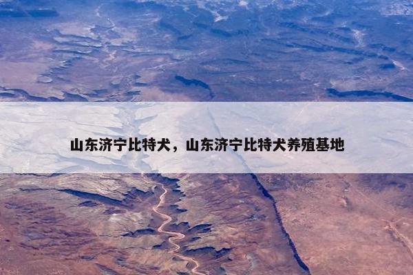 山东济宁比特犬，山东济宁比特犬养殖基地