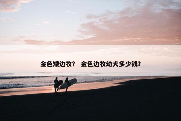 金色矮边牧？ 金色边牧幼犬多少钱？