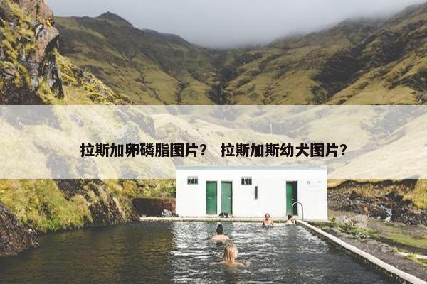 拉斯加卵磷脂图片？ 拉斯加斯幼犬图片？