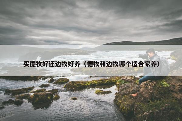 买德牧好还边牧好养（德牧和边牧哪个适合家养）