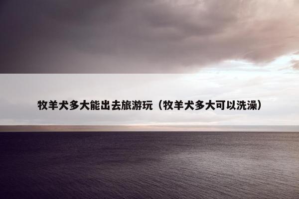 牧羊犬多大能出去旅游玩（牧羊犬多大可以洗澡）