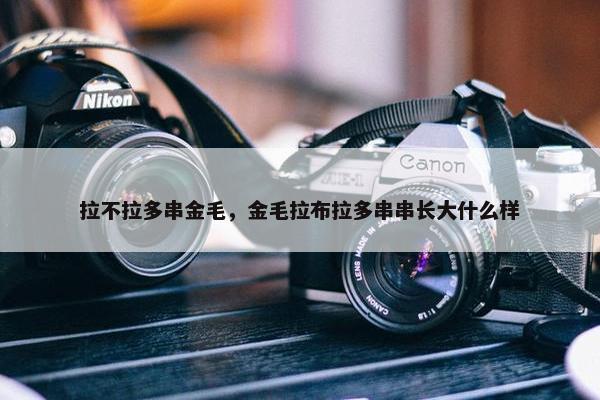 拉不拉多串金毛，金毛拉布拉多串串长大什么样