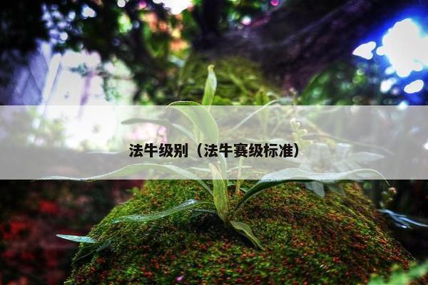法牛级别（法牛赛级标准）