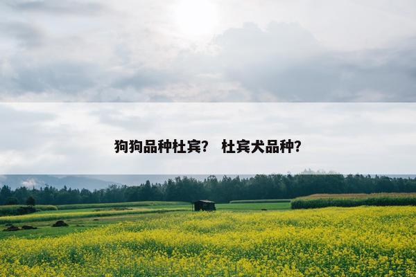 狗狗品种杜宾？ 杜宾犬品种？