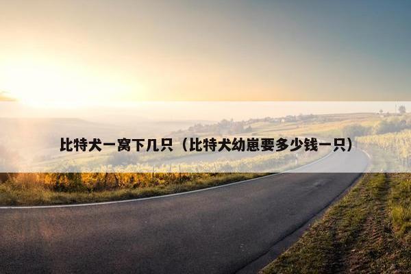 比特犬一窝下几只（比特犬幼崽要多少钱一只）