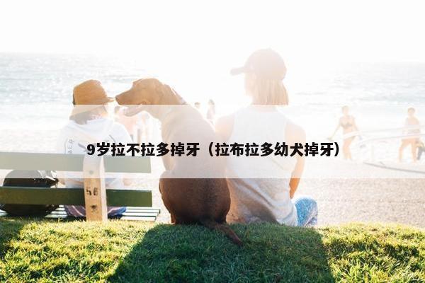 9岁拉不拉多掉牙（拉布拉多幼犬掉牙）