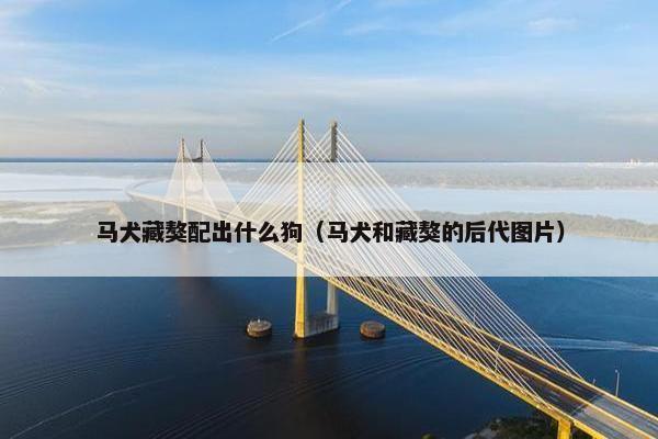马犬藏獒配出什么狗（马犬和藏獒的后代图片）