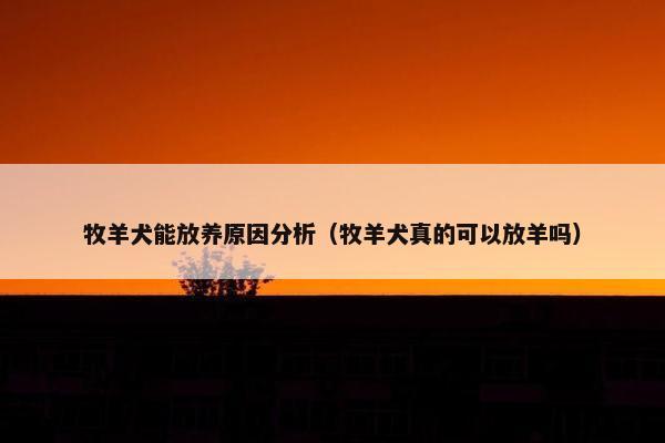 牧羊犬能放养原因分析（牧羊犬真的可以放羊吗）