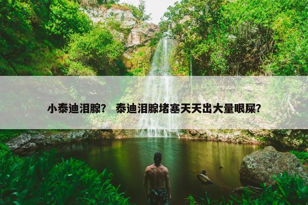 小泰迪泪腺？ 泰迪泪腺堵塞天天出大量眼屎？