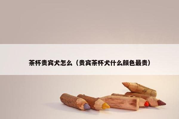 茶杯贵宾犬怎么（贵宾茶杯犬什么颜色最贵）