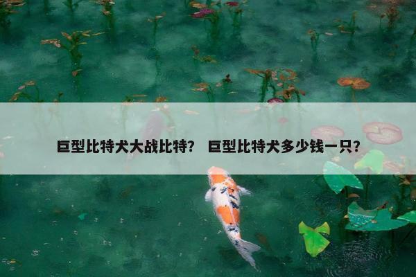 巨型比特犬大战比特？ 巨型比特犬多少钱一只？
