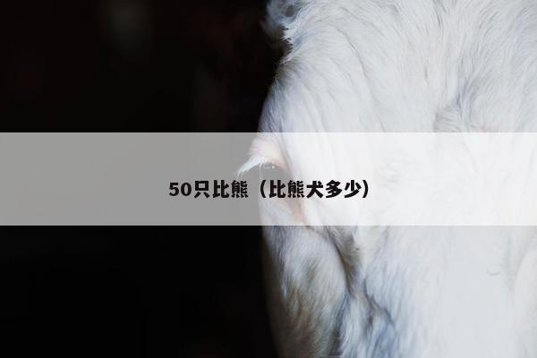50只比熊（比熊犬多少）