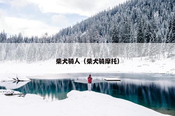 柴犬骑人（柴犬骑摩托）