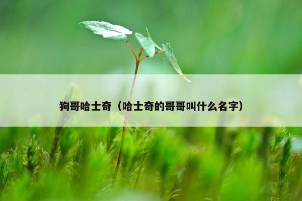 狗哥哈士奇（哈士奇的哥哥叫什么名字）
