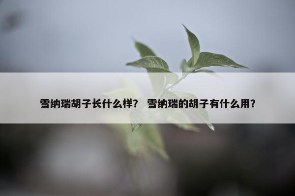 雪纳瑞胡子长什么样？ 雪纳瑞的胡子有什么用？