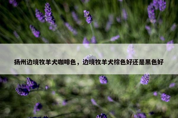 扬州边境牧羊犬咖啡色，边境牧羊犬棕色好还是黑色好