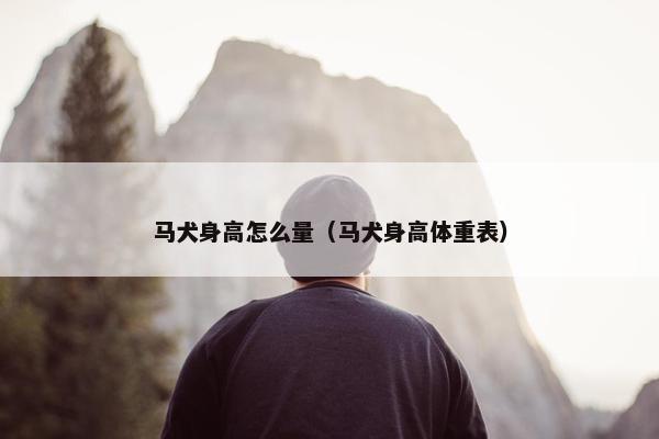 马犬身高怎么量（马犬身高体重表）