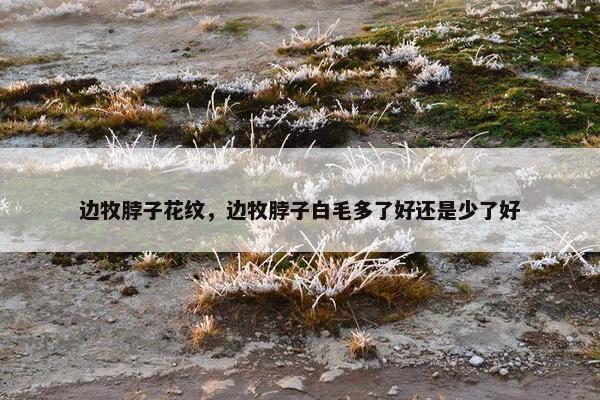 边牧脖子花纹,边牧脖子白毛多了好还是少了好