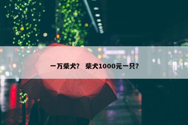 一万柴犬？ 柴犬1000元一只？