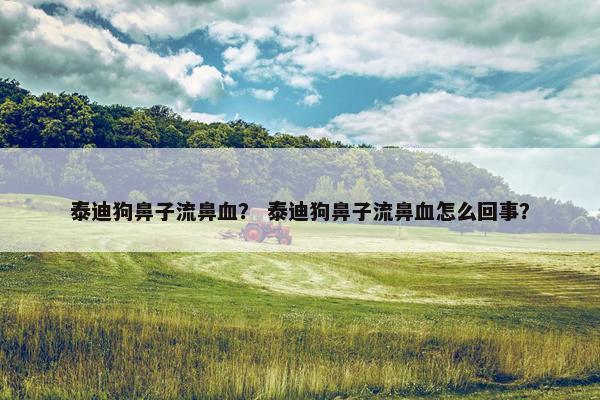 泰迪狗鼻子流鼻血？ 泰迪狗鼻子流鼻血怎么回事？