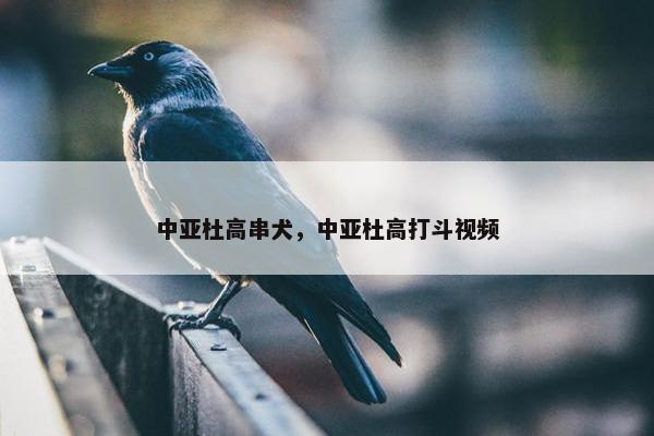 中亚杜高串犬，中亚杜高打斗视频