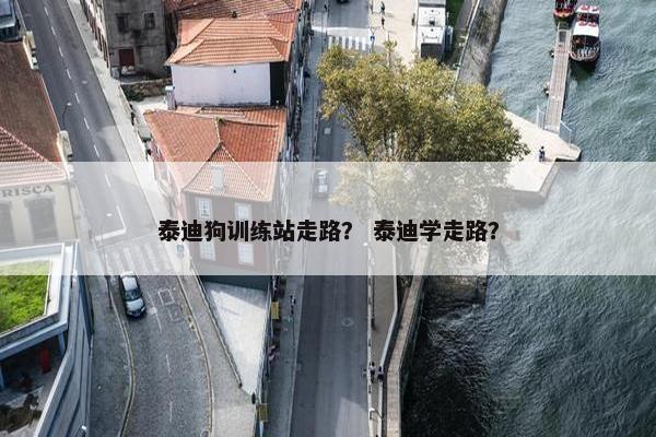 泰迪狗训练站走路？ 泰迪学走路？