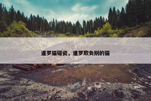 暹罗猫碰瓷，暹罗欺负别的猫