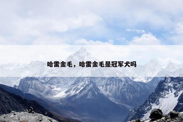 哈雷金毛，哈雷金毛是冠军犬吗