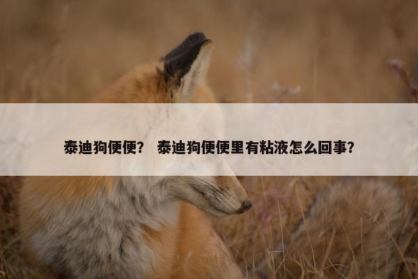 泰迪狗便便？ 泰迪狗便便里有粘液怎么回事？