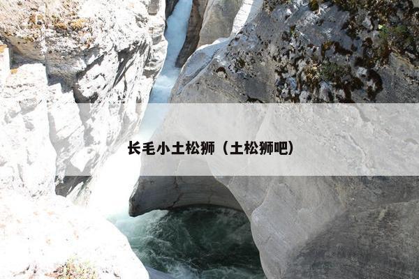 长毛小土松狮（土松狮吧）
