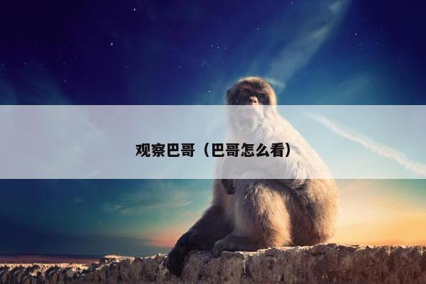 观察巴哥(巴哥怎么看)
