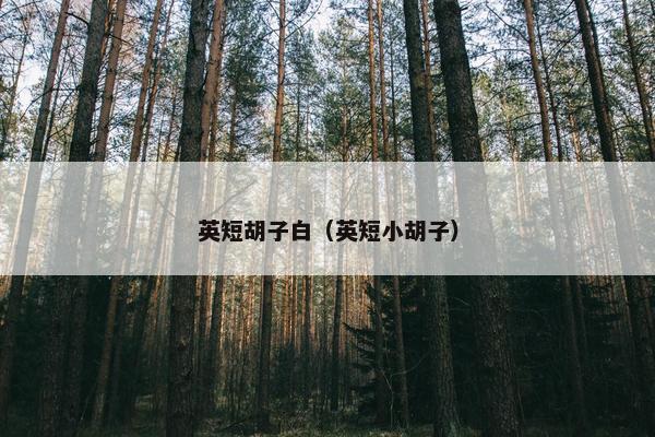 英短胡子白（英短小胡子）