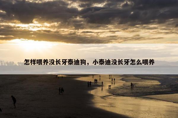 怎样喂养没长牙泰迪狗，小泰迪没长牙怎么喂养