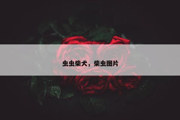 虫虫柴犬，柴虫图片