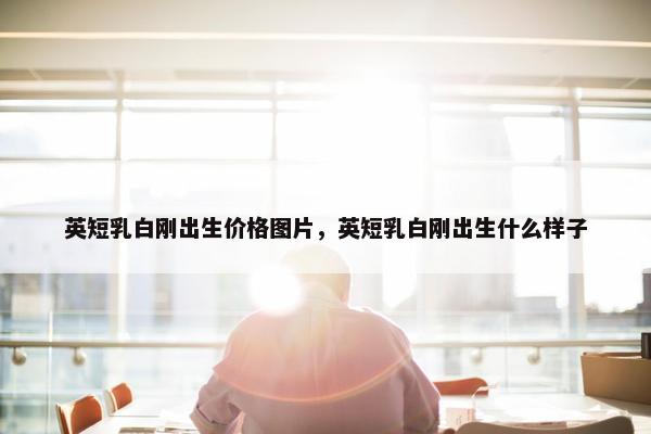 英短乳白刚出生价格图片，英短乳白刚出生什么样子
