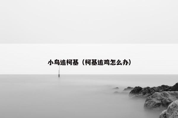 小鸟追柯基(柯基追鸡怎么办)
