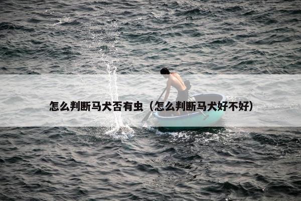 怎么判断马犬否有虫（怎么判断马犬好不好）