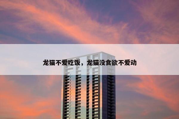 龙猫不爱吃饭，龙猫没食欲不爱动