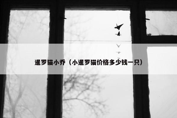 暹罗猫小乔（小暹罗猫价格多少钱一只）
