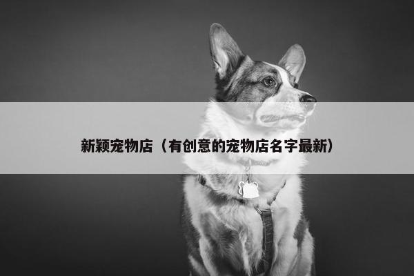 新颖宠物店（有创意的宠物店名字最新）