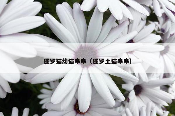 暹罗猫幼猫串串（暹罗土猫串串）
