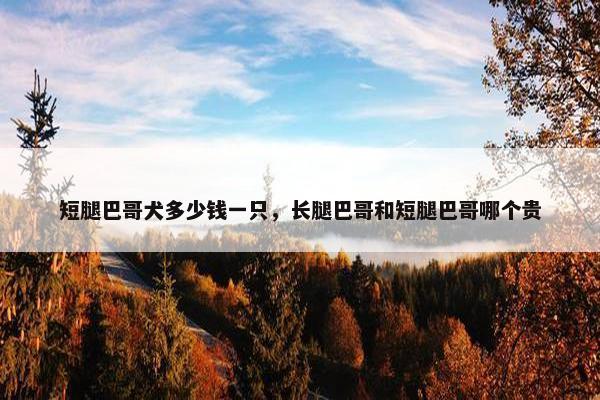 短腿巴哥犬多少钱一只,长腿巴哥和短腿巴哥哪个贵