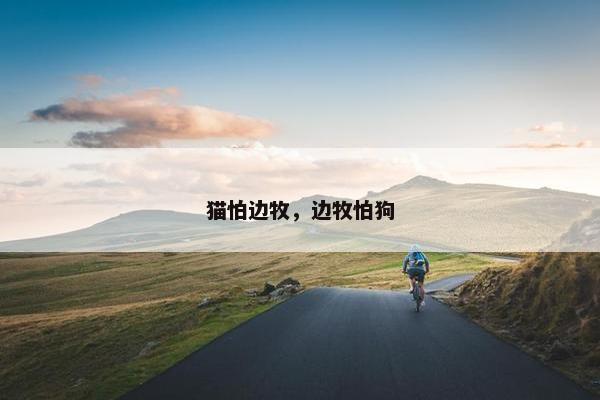 猫怕边牧，边牧怕狗