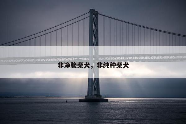 非净脸柴犬，非纯种柴犬