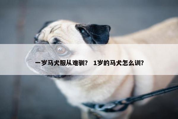 一岁马犬服从难驯？ 1岁的马犬怎么训？