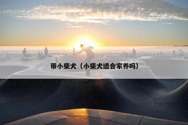 带小柴犬（小柴犬适合家养吗）