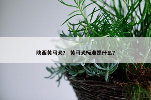 陕西黄马犬？ 黄马犬标准是什么？